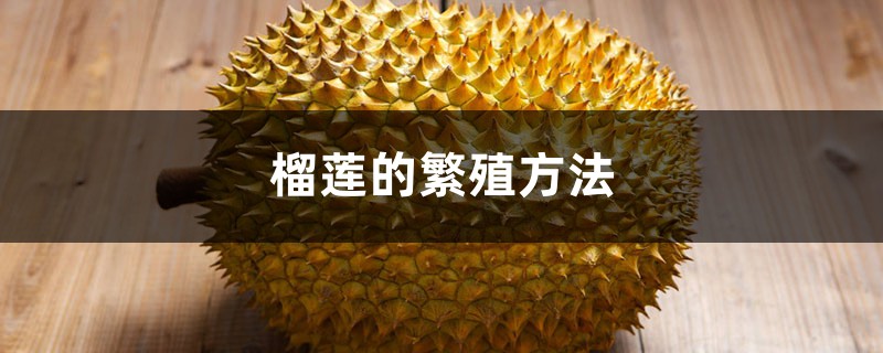 榴莲的繁殖方法 榴莲的繁殖方法