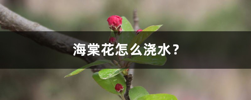 海棠花怎么浇水? 海棠花怎么浇水?