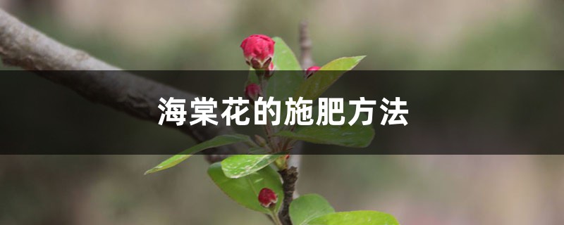 海棠花的施肥方法 海棠花的施肥方法