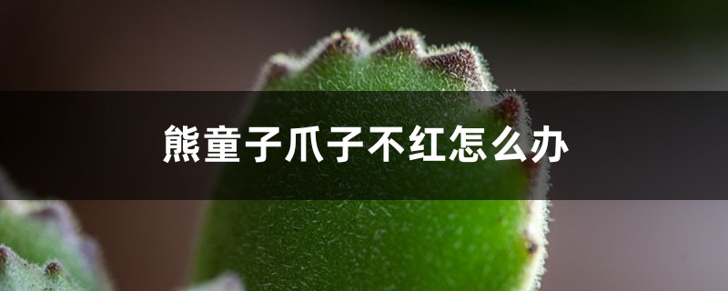 熊童子爪子不红怎么办 熊童子爪子不红怎么办
