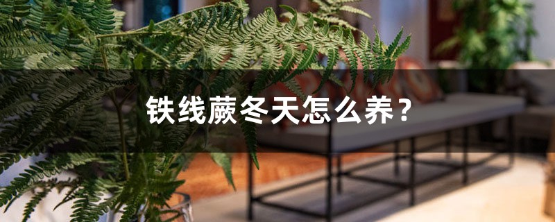 铁线蕨冬天怎么养? 铁线蕨冬天怎么养?