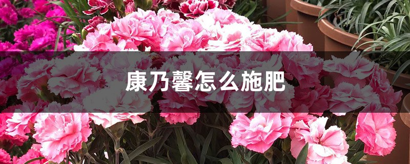 康乃馨怎么施肥? 康乃馨怎么施肥?