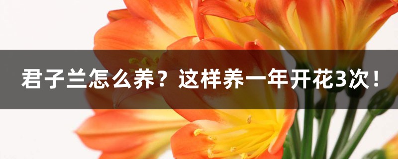 君子兰怎么养 这样养一年开花3次 花百科