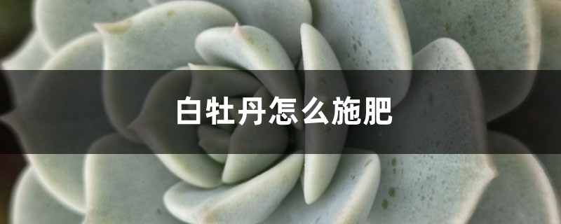 白牡丹怎么施肥 白牡丹怎么施肥