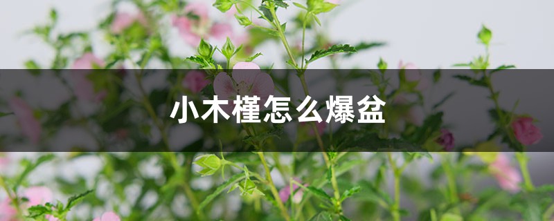 小木槿怎么爆盆 小木槿怎么爆盆