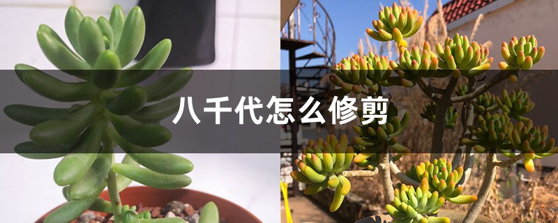 八千代怎么修剪 八千代怎么修剪