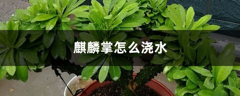 麒麟掌怎么浇水 麒麟掌怎么浇水