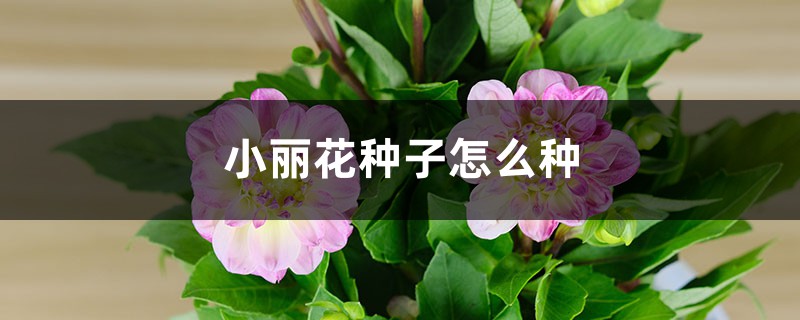 小丽花种子怎么种 小丽花种子怎么种