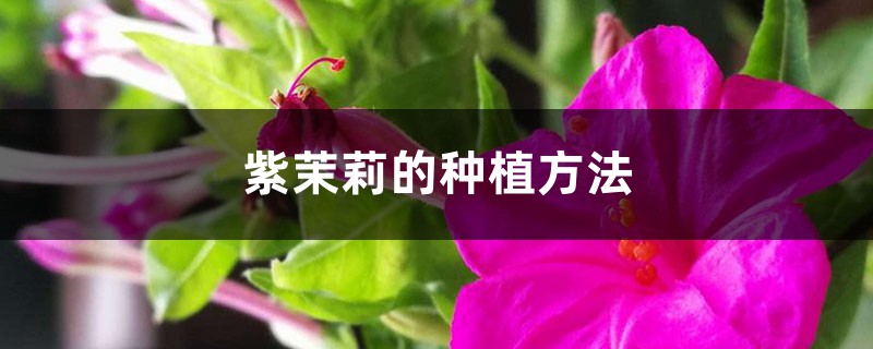 紫茉莉的种植方法 紫茉莉的种植方法