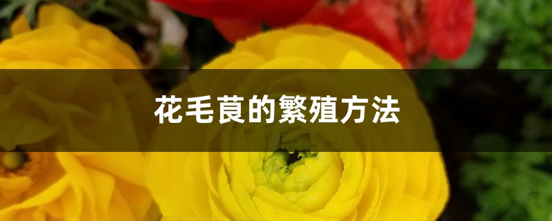 花毛茛的繁殖方法 花百科