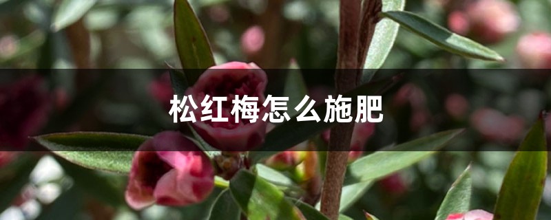 松红梅怎么施肥 松红梅怎么施肥