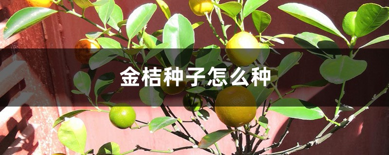 金桔种子怎么种 金桔种子怎么种