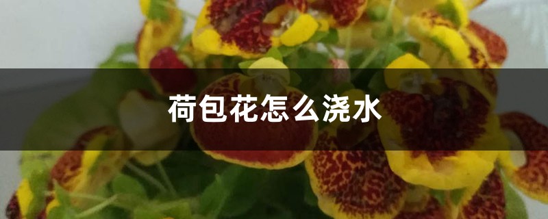 荷包花怎么浇水 荷包花怎么浇水