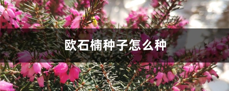 欧石楠种子怎么种 欧石楠种子怎么种