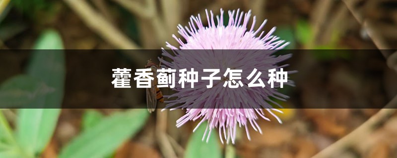藿香蓟种子怎么种 藿香蓟种子怎么种