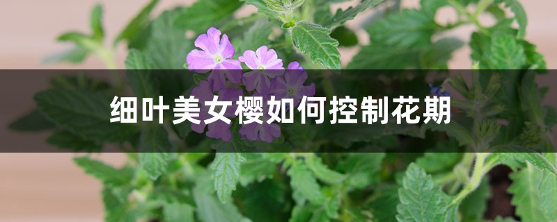 细叶美女樱如何控制花期 细叶美女樱如何控制花期