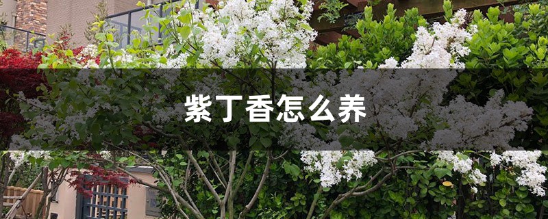 紫丁香怎么养 花百科