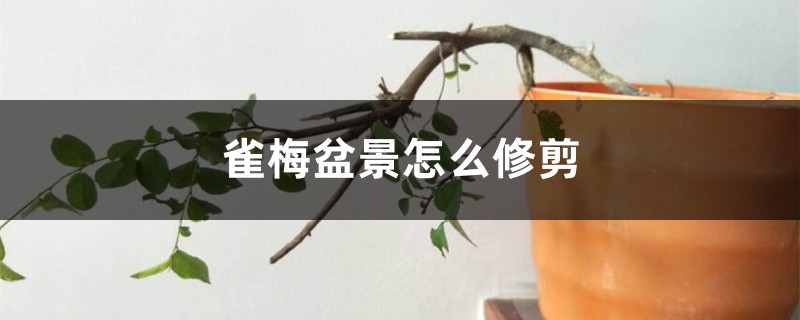 雀梅盆景怎么修剪 雀梅盆景怎么修剪