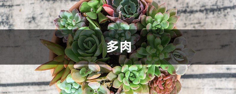 快死的多肉吊起来养,一不小心长成瀑布,阳台都开爆了! 快死的多肉吊起来养,一不小心长成瀑布,阳台都开爆了!
