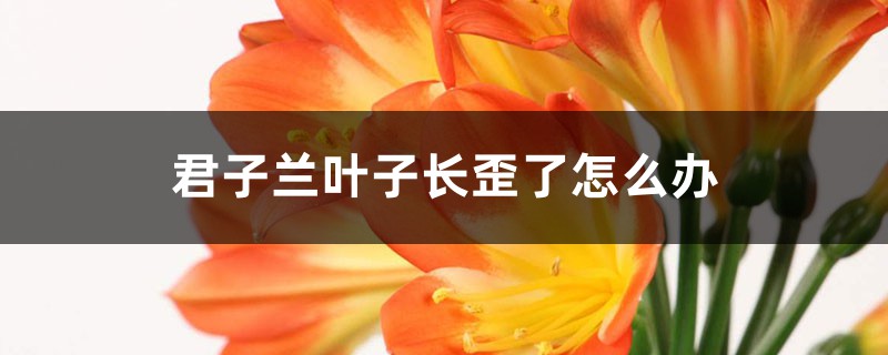 君子兰叶子长歪了怎么办 君子兰叶子长歪了怎么办
