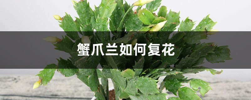 蟹爪兰如何复花 蟹爪兰如何复花