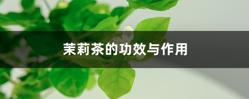 茉莉茶的功效与作用 - 轻博客