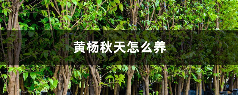黄杨秋天怎么养 黄杨秋天怎么养