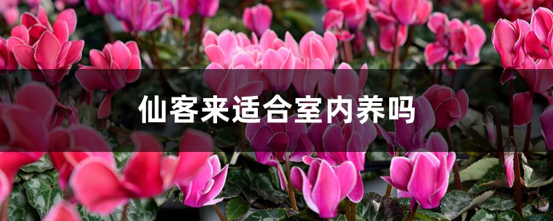 仙客来适合室内养吗 仙客来适合室内养吗