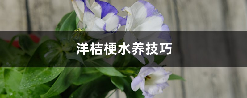 洋桔梗水养技巧 洋桔梗水养技巧