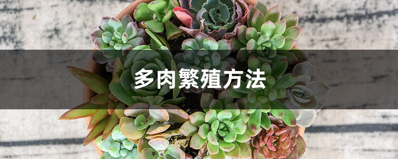 多肉繁殖方法,多肉怎么繁殖 多肉繁殖方法,多肉怎么繁殖