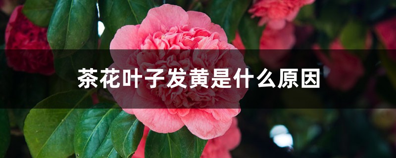 茶花叶子发黄是什么原因,茶花叶子中间一条黄 茶花叶子发黄是什么原因,茶花叶子中间一条黄