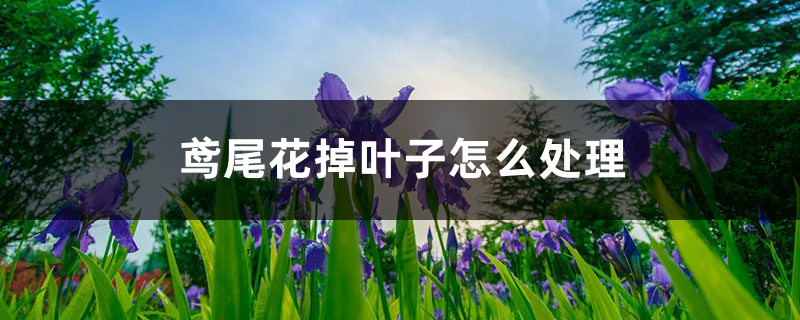 鸢尾花掉叶子怎么处理,掉叶子的原因 鸢尾花掉叶子怎么处理,掉叶子的原因