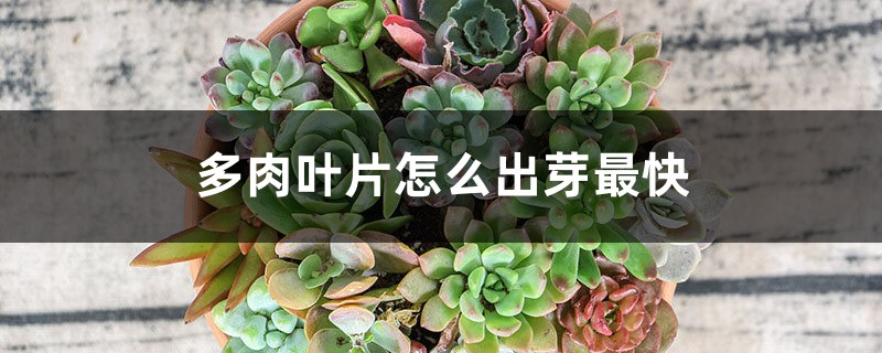 多肉叶片怎么出芽最快 多肉叶片怎么出芽最快