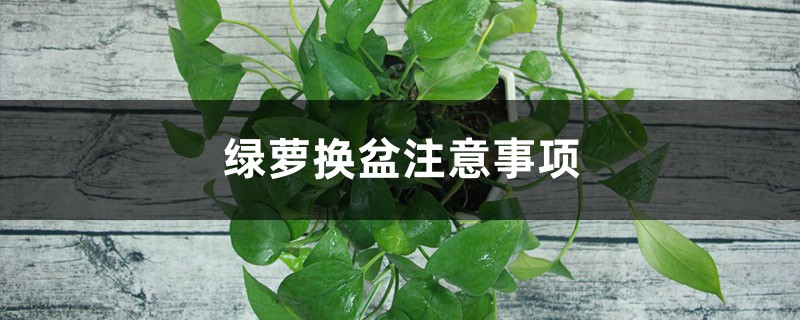 绿萝换盆注意事项 绿萝换盆注意事项