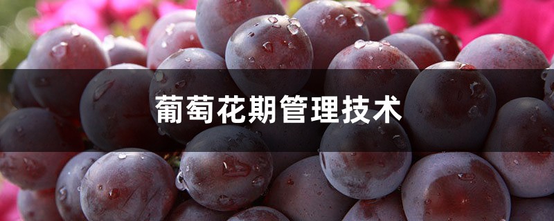 葡萄花期管理技术 开花前后怎么管理 花百科