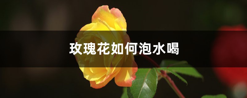 玫瑰花如何泡水喝,如何喝才好 - 轻博客